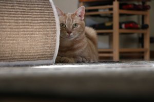 DK*Breath-Taking's Dorthea