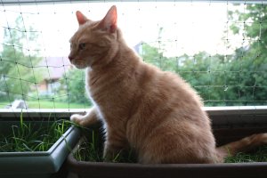 DK*Breath-Taking's Dorthea