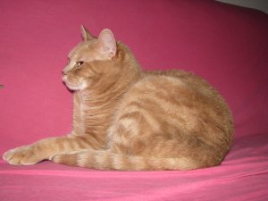 DK*Breath-Taking's Dorthea