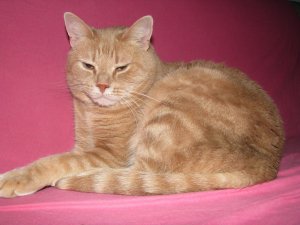 DK*Breath-Taking's Dorthea