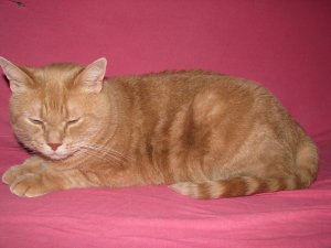 DK*Breath-Taking's Dorthea