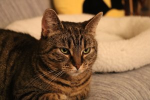 FI*Vinhaviksen Tosikissa