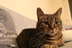 FI*Vinhaviksen Tosikissa