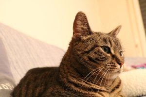 FI*Vinhaviksen Tosikissa