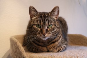 FI*Vinhaviksen Tosikissa