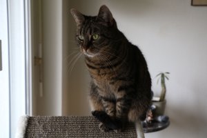 FI*Vinhaviksen Tosikissa