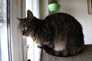 FI*Vinhaviksen Tosikissa