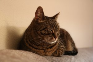 FI*Vinhaviksen Tosikissa