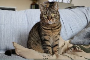 FI*Vinhaviksen Tosikissa