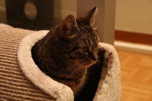 FI*Vinhaviksen Tosikissa