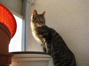 FI*Vinhaviksen Tosikissa