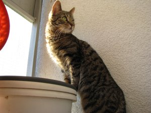 FI*Vinhaviksen Tosikissa