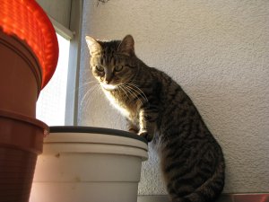 FI*Vinhaviksen Tosikissa