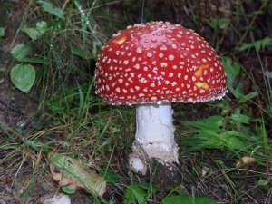 Amanita-muscaria-Fliegenpilz