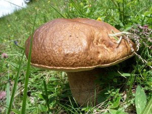 Boletus-edulis-Steinpilz
