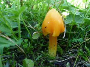 Hygrocybe-conica-Kegeliger-Saftling